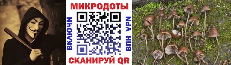 Купить Беслан Галлюциногенные грибы Psilocybe